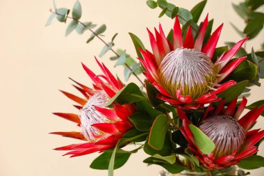 Renk arkaplanındaki Protea çiçekleri, yakın plan