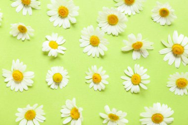 Renkli arkaplanda güzel papatya çiçekleri