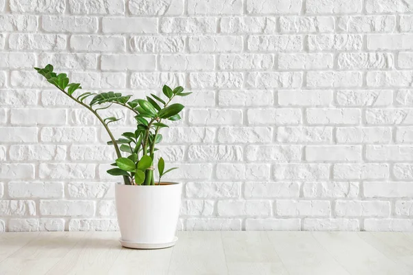 Houseplant Vaso Sul Pavimento Vicino Muro Mattoni Bianchi — Foto Stock