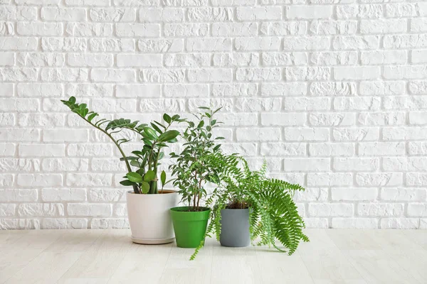 Beyaz tuğla duvarın yanındaki çömleklerde farklı bitkiler var.