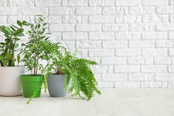 Diferentes Plantas Interior Macetas Suelo Cerca Pared Ladrillo Blanco — Foto de Stock