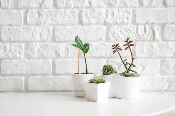 Diferentes Plantas Interior Macetas Mesa Cerca Pared Ladrillo Blanco — Foto de Stock