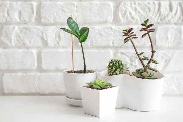 Different Houseplants Pots Table White Brick Wall — Stock Photo, Image