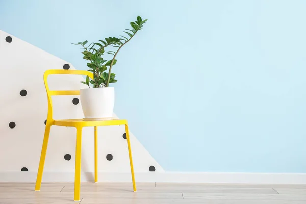 Houseplant Pot Chair Color Wall — Stock Photo, Image