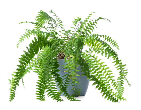 Houseplant Pot White Background — Stock Photo, Image