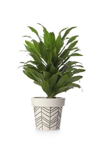 Houseplant Pot White Background — Stock Photo, Image