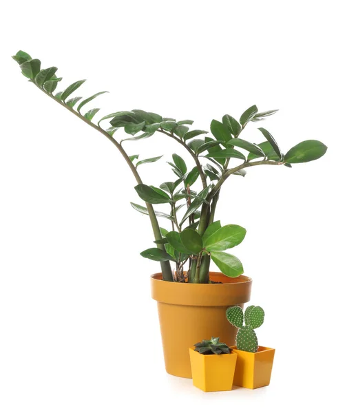 Houseplants Pots White Background — Stock Photo, Image