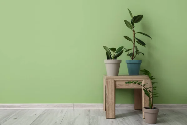 Diferentes Plantas Interior Macetas Cerca Pared Color — Foto de Stock