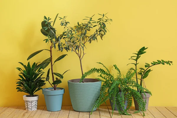 Diferentes Plantas Interior Macetas Suelo Cerca Pared Color — Foto de Stock