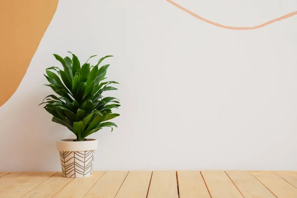 Houseplant Pot Floor Light Wall — Stok Foto