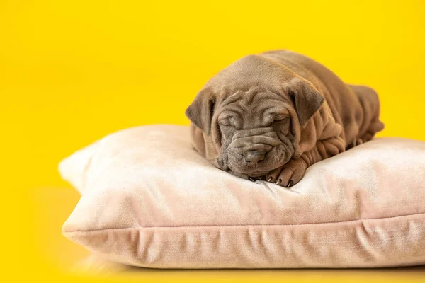 かわいいです面白い子犬睡眠上の柔らかい枕に対して色の背景 — ストック写真
