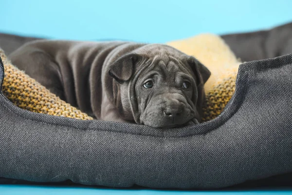 可愛いです面白いです子犬でペットベッド上の色の背景 — ストック写真
