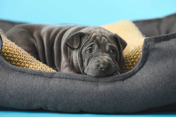 Cute Zabawny Szczeniak Łóżku Zwierząt Domowych Tle Koloru — Zdjęcie stockowe