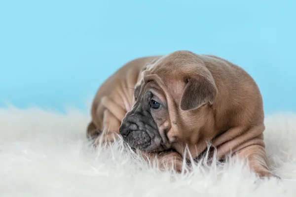 かわいいです面白い子犬上の色の背景 — ストック写真