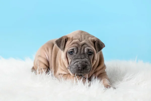 かわいいです面白い子犬上の色の背景 — ストック写真