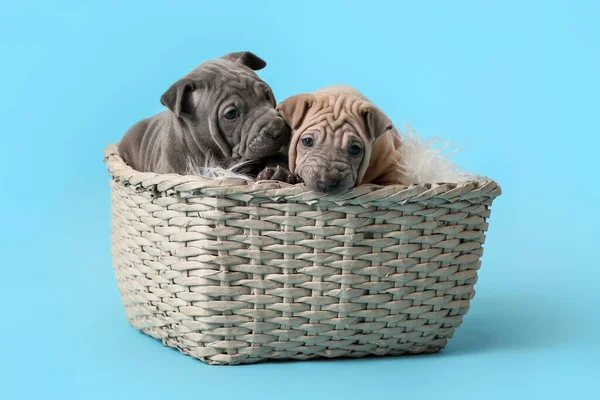 Hasır Sepetin Içinde Renkli Sevimli Köpek Yavruları — Stok fotoğraf