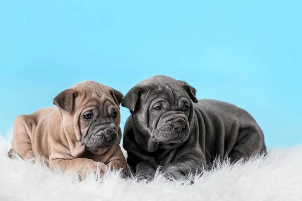 Renkli Sevimli Köpek Yavruları — Stok fotoğraf