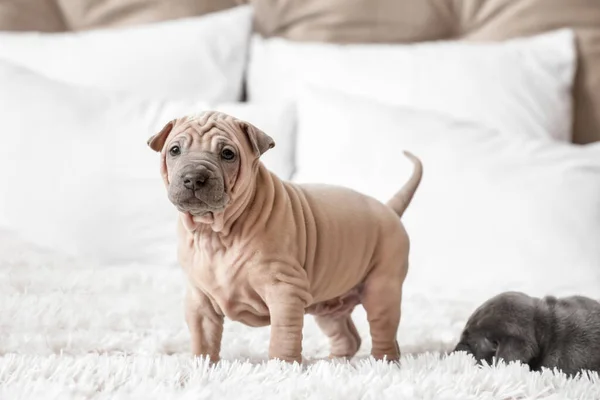 可愛いです面白いです子犬オンベッド — ストック写真