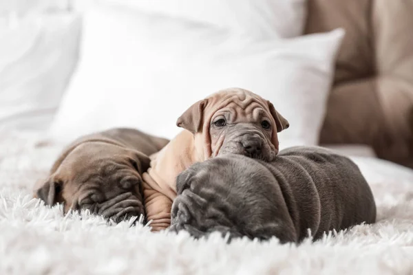 Lindos Cachorros Durmiendo Cama —  Fotos de Stock