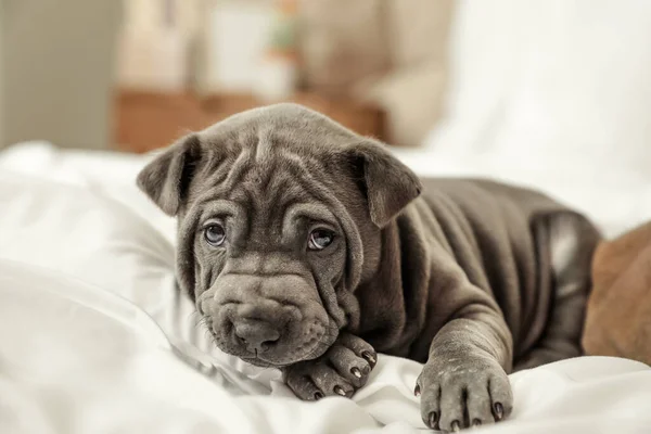 Cute Puppy Lying Bed — Stock Photo, Image