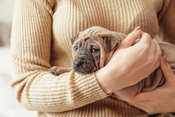 家でかわいい子犬と所有者 クローズアップ — ストック写真