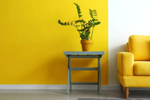 Planta Casa Sobre Mesa Sillón Cerca Pared Color — Foto de Stock