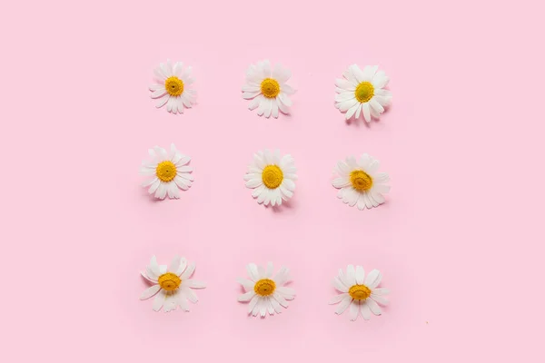 Renkli Arkaplanda Güzel Papatya Çiçekleri — Stok fotoğraf