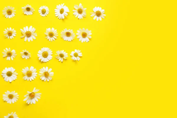 Beautiful Chamomile Flowers Color Background — Stock Photo, Image