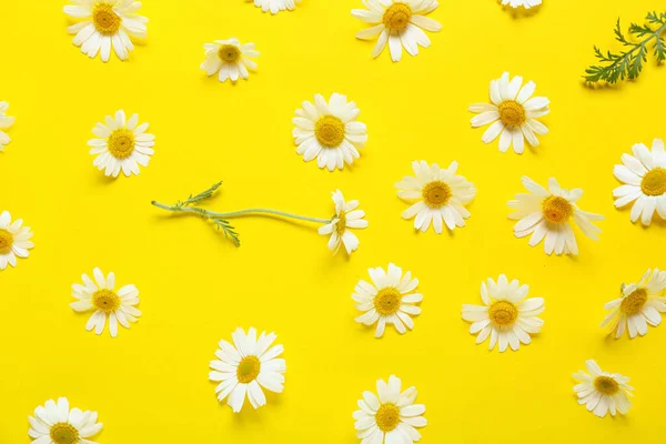 Schöne Kamillenblüten Auf Farbigem Hintergrund — Stockfoto