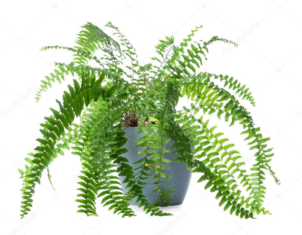 Houseplant in pot on white background