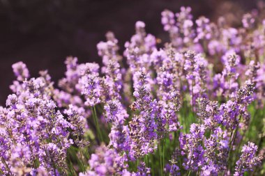 Güzel lavanta tarlası yaz günü, yakın çekim.