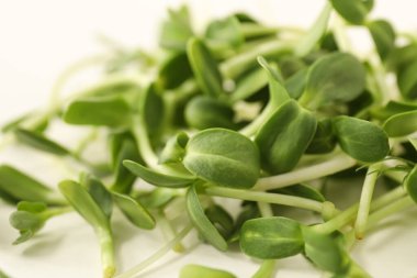 Işık arka planında taze mikro yeşil, yakın plan