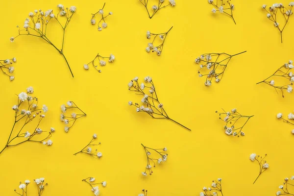 Gyönyörű Cigány Virágok Színes Háttér — Stock Fotó
