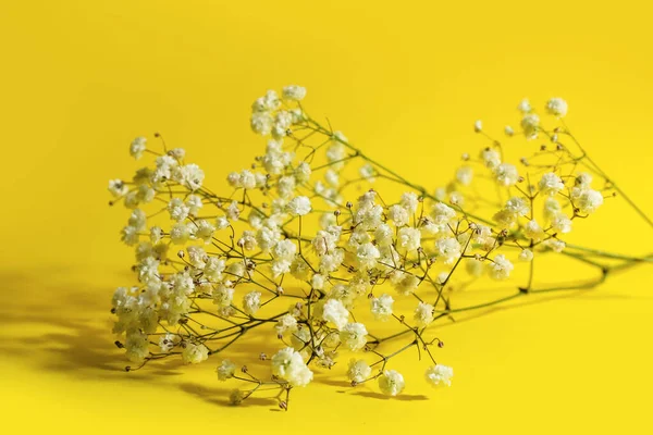 Schöne Zigeunerblumen Auf Farbigem Hintergrund — Stockfoto