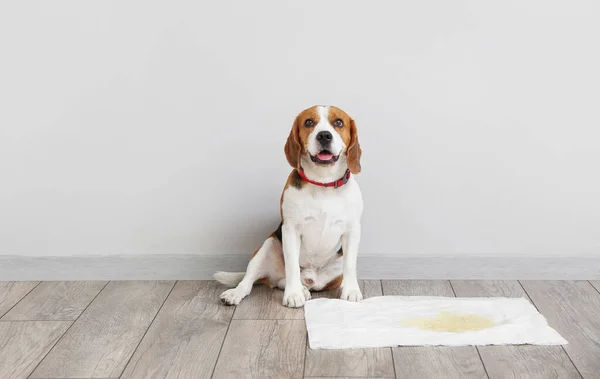 Cute Dog Underpad Wet Spot Floor — Stock Photo, Image