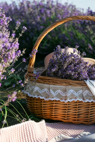 Wicker Basket Lavender Flowers Field — Stock Photo, Image