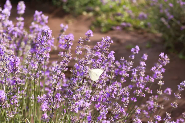 Beautiful Lavender Field Summer Day Closeup — Stock Photo, Image
