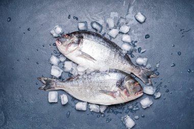 Raw dorado fishes and ice cubes on dark background