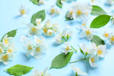 Renkli arka planda güzel yasemin çiçekleri, yakın plan