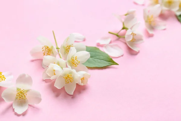 Beautiful Jasmine Flowers Color Background Closeup — Stock Photo, Image