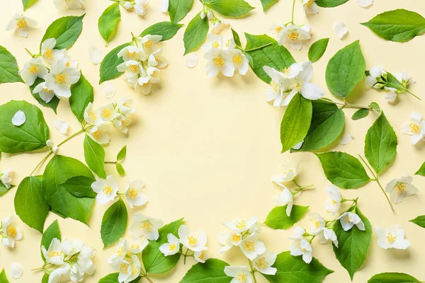 Frame Made Beautiful Jasmine Flowers Color Background — Stock Photo, Image