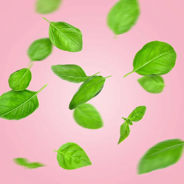 Flying Basil Leaves Color Background — Stock Photo, Image