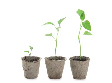 Beyaz arka planda turba kaplarında biber tohumları