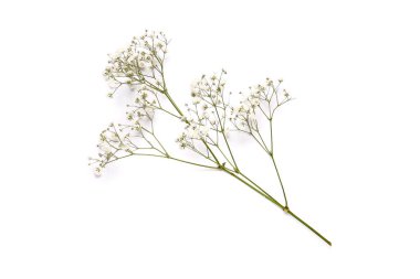 Beautiful gypsophila flowers on white background clipart