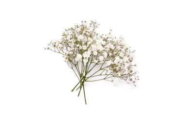 Beyaz arka planda güzel çigila çiçekleri