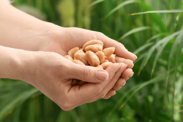 Donna Che Tiene Fagioli Cacao Freschi All Aperto Primo Piano — Foto Stock