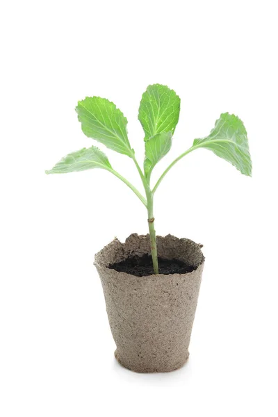 Cabbage Seedling Peat Pot White Background — Stock Photo, Image