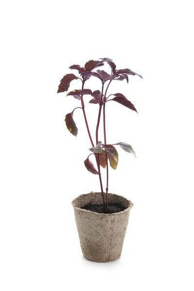 Basil Seedlings Peat Pot White Background — Stock Photo, Image