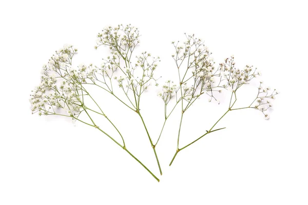 Beautiful Gypsophila Flowers White Background — Stock Photo, Image