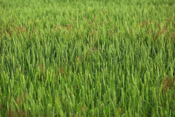 Зеленое Пшеничное Поле Солнечный День — стоковое фото